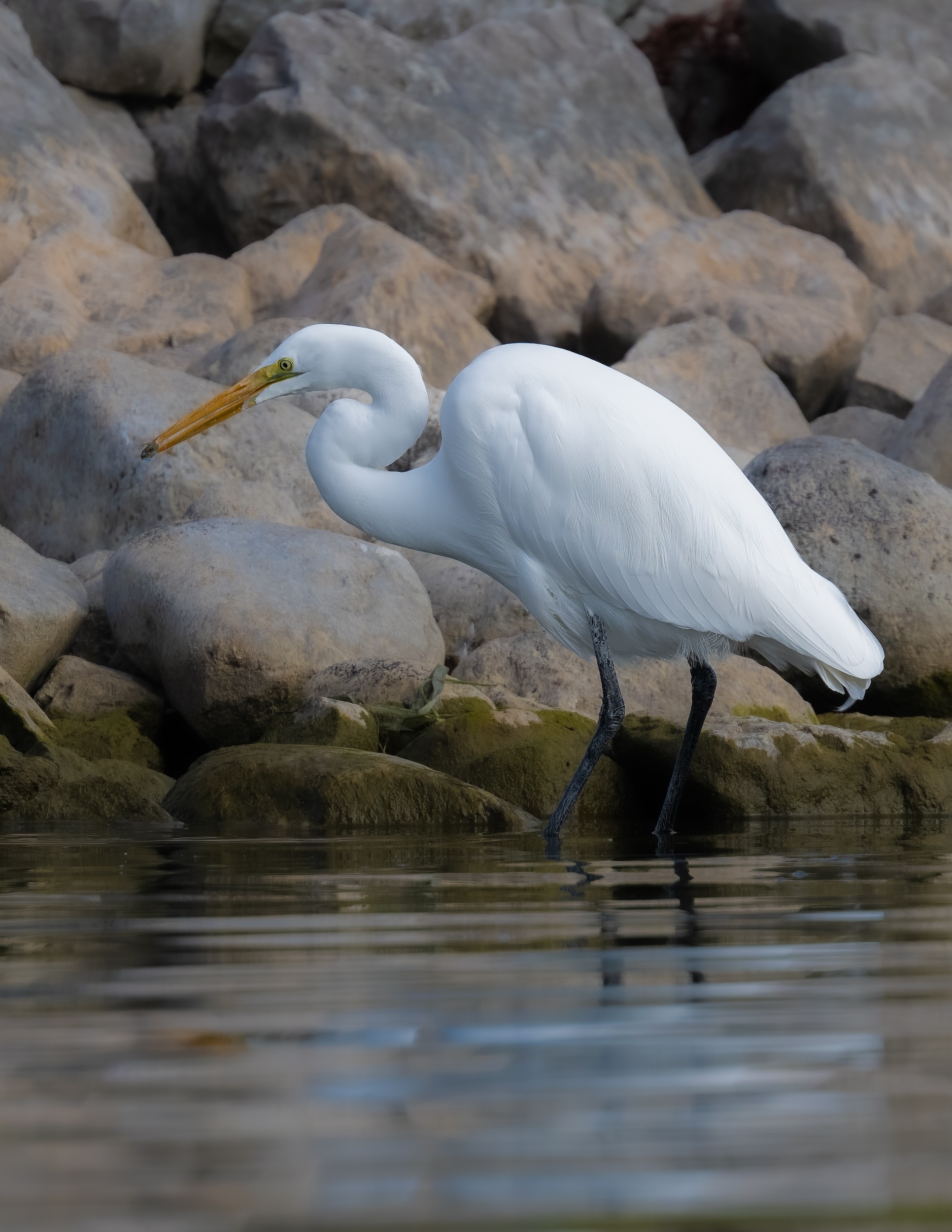 Great Egret with fish.jpg