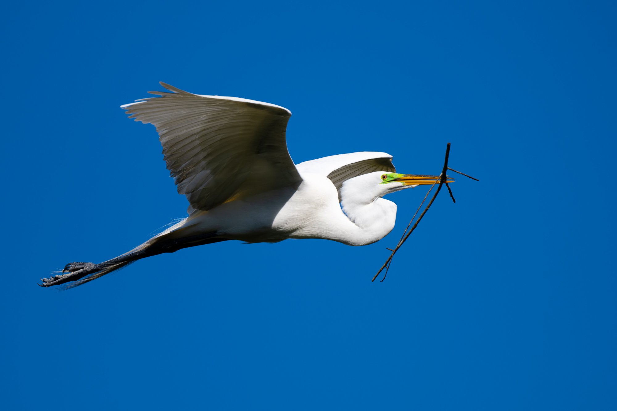 Great Egret with stick flying-1.jpg