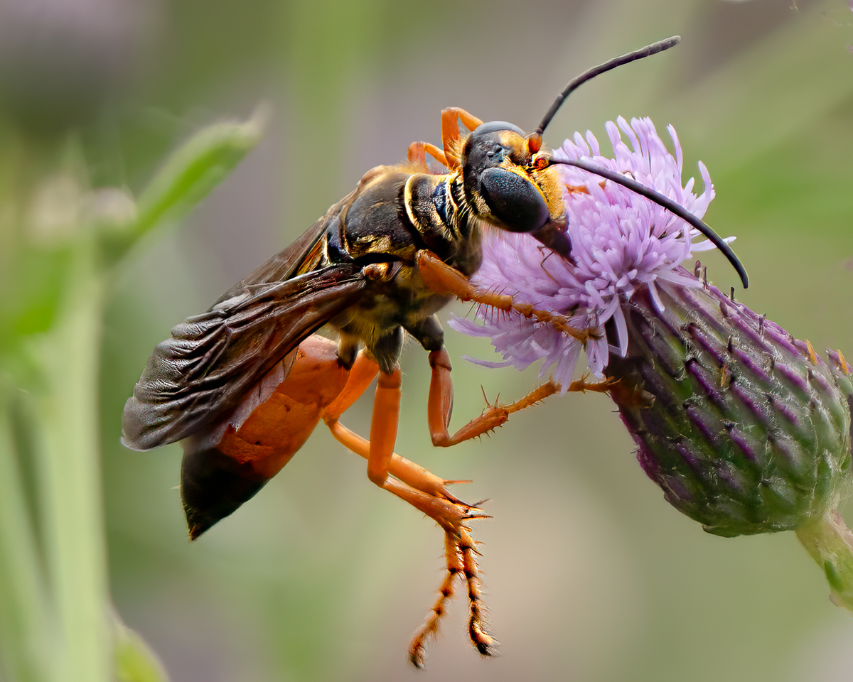 Great Golden Digger Wasp-.jpg