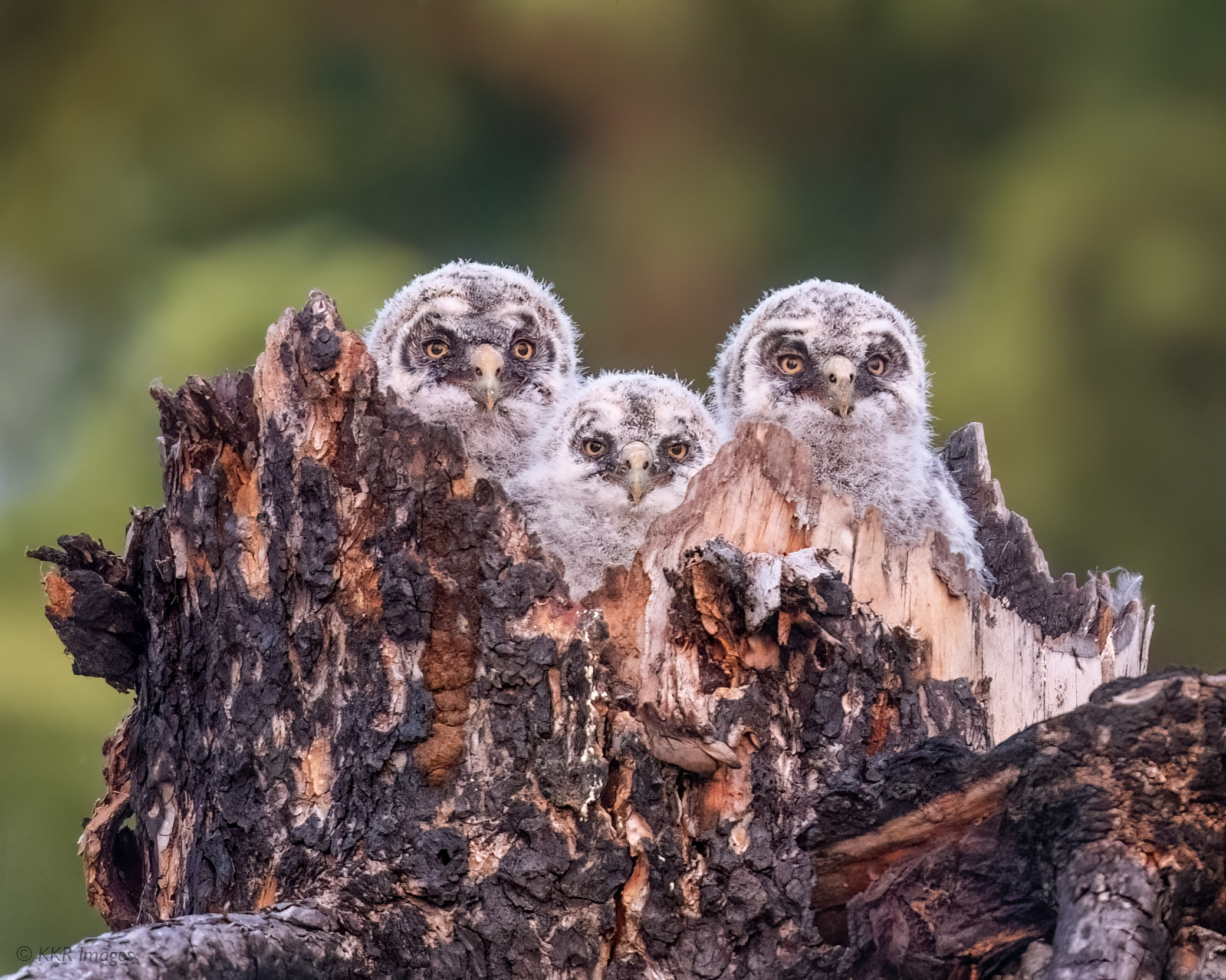 Great Gray Owl chicks all looking for Mom to come in with dinner.jpg