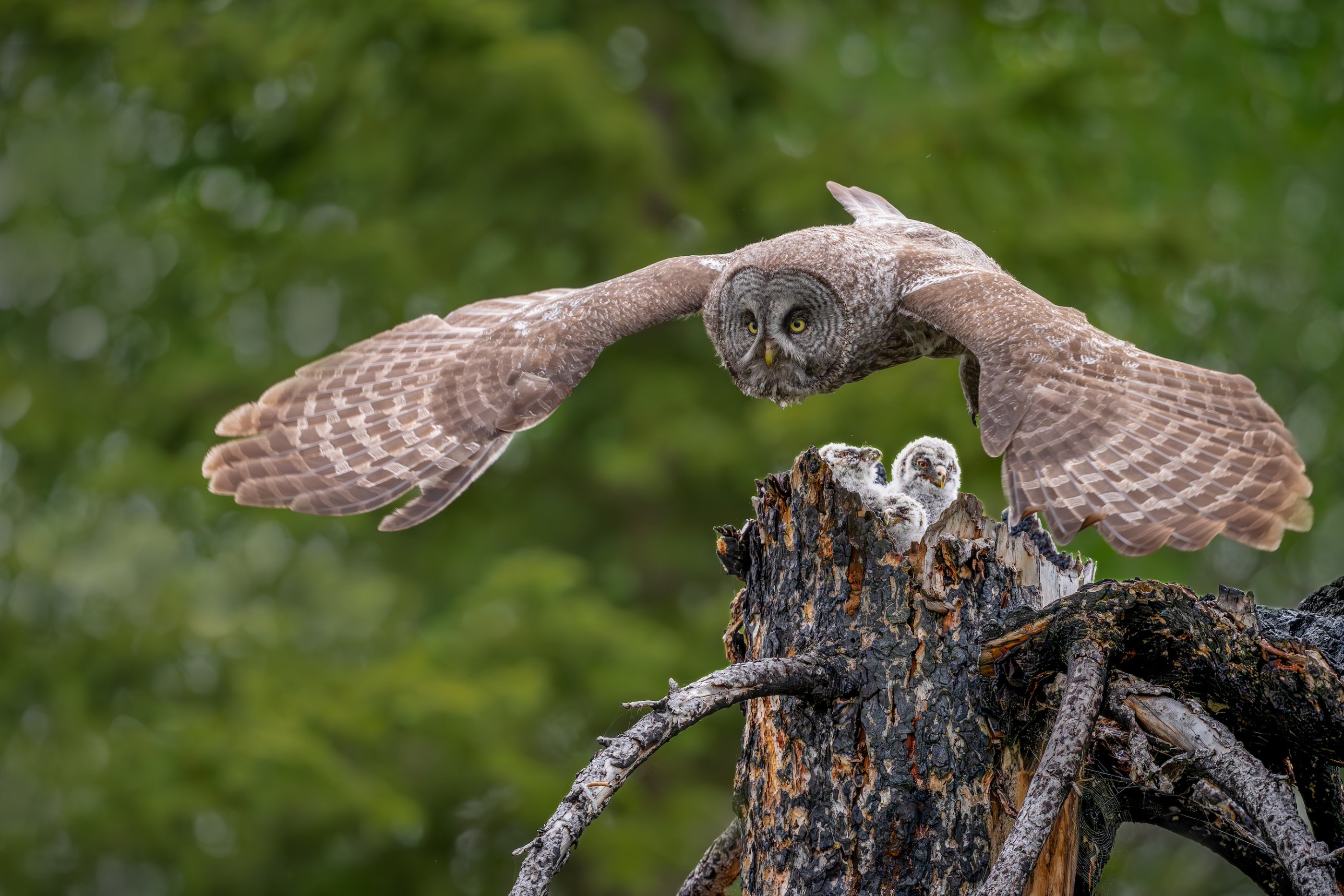 Great Gray Owl heads off for more food copy 2.jpg
