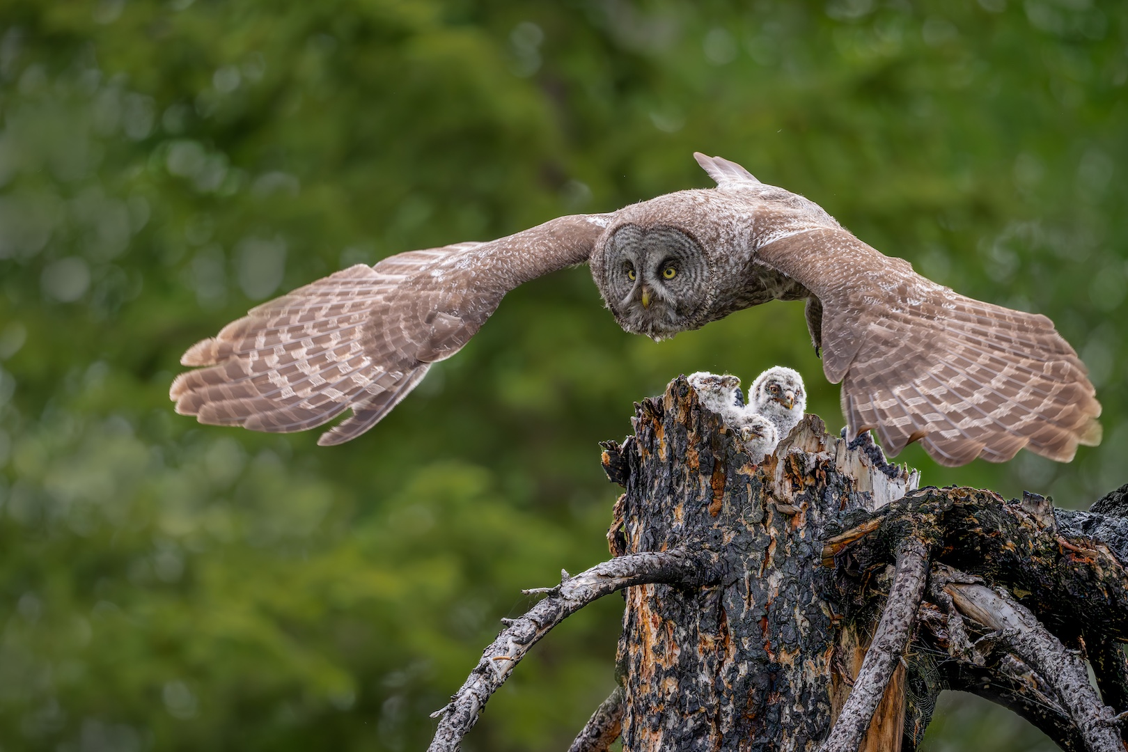 Great Gray Owl heads off for more food copy.jpg
