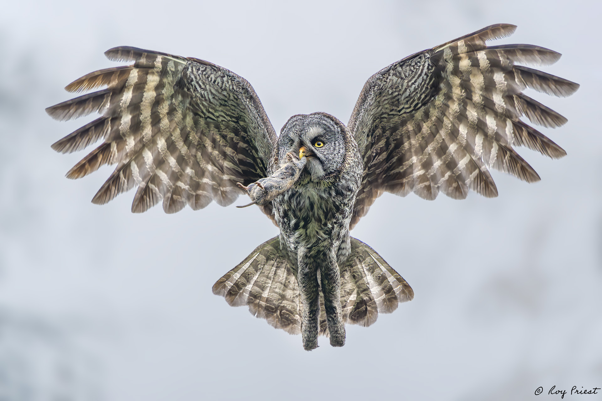 Great Gray Owl_RP20131.jpg