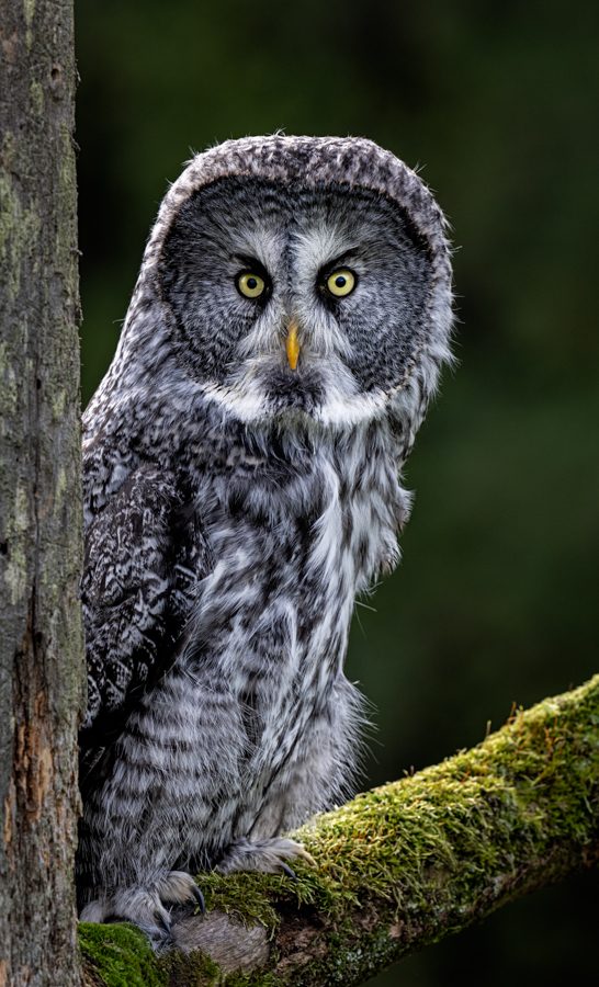 Great Gray Perched-2.jpg