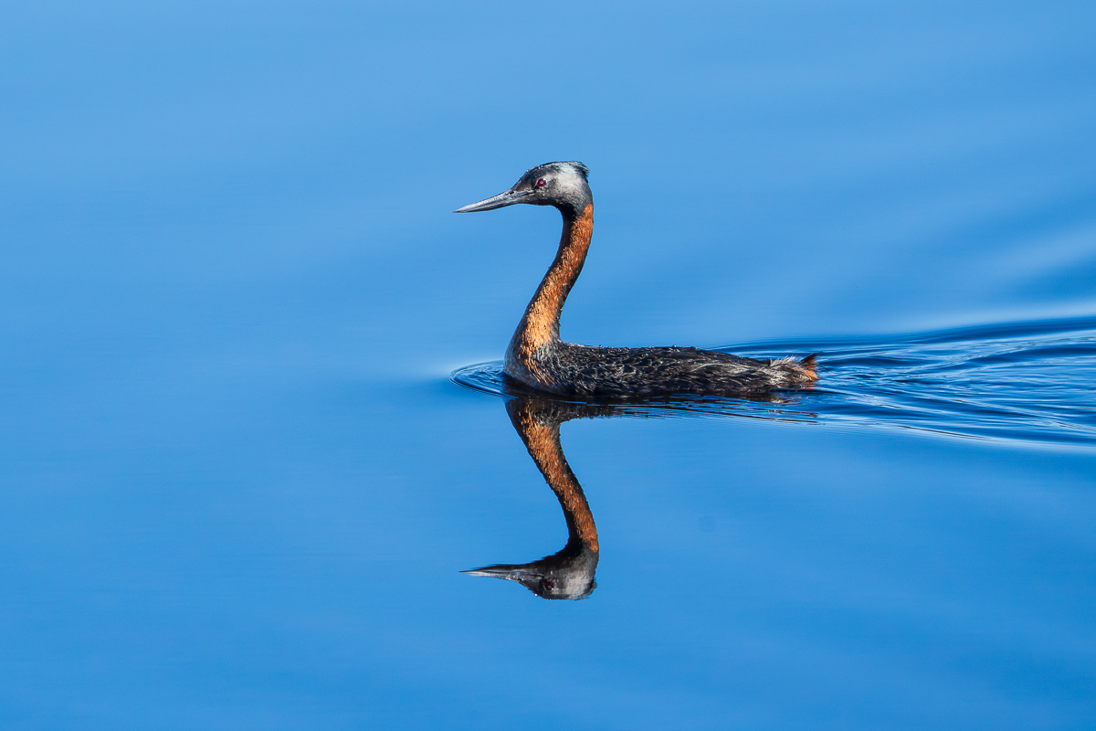 Great Grebe - Chiloe.jpg