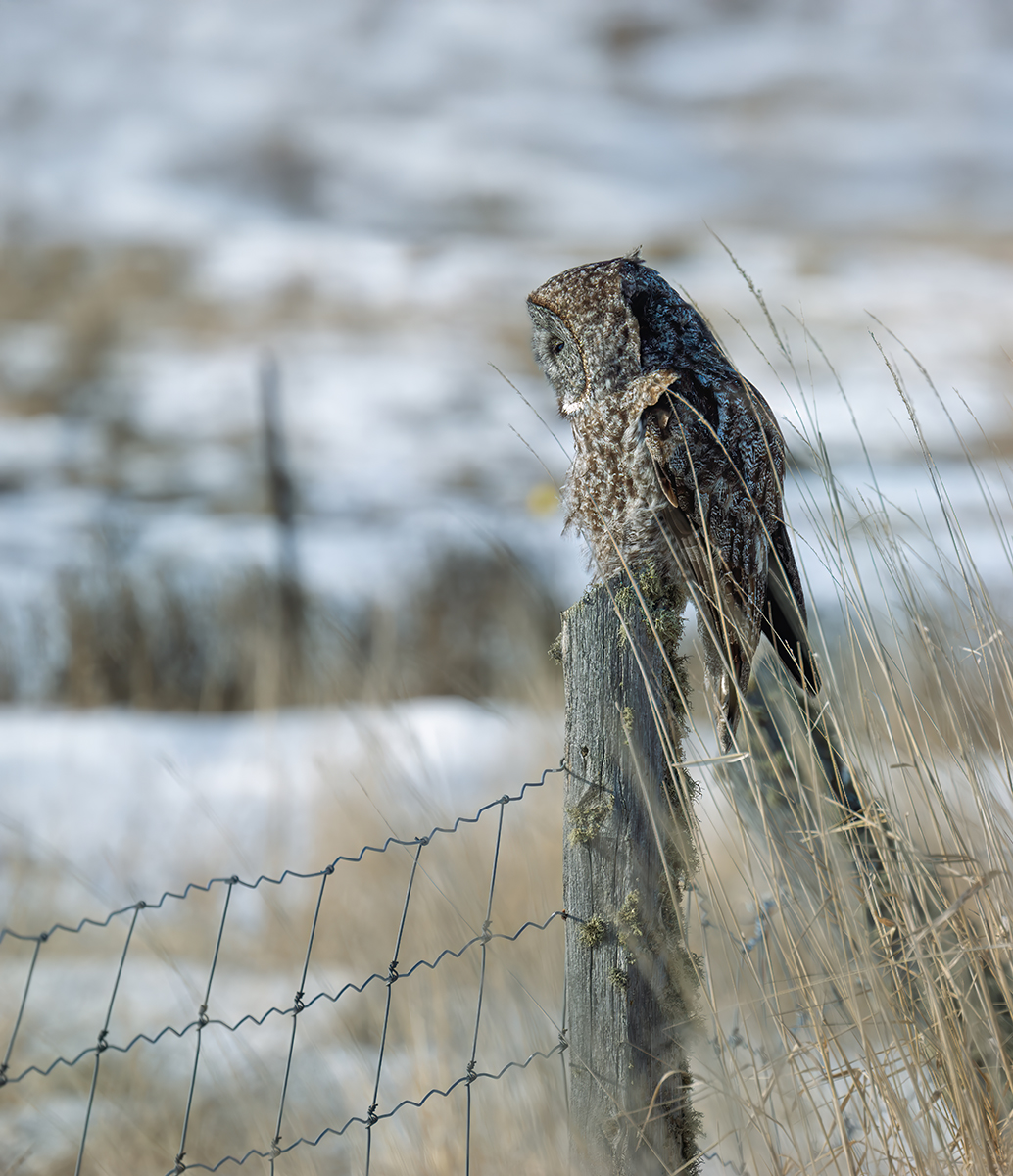 Great Grey owl chilling  Pass Lake Jan 2025 7469_-X3.jpg