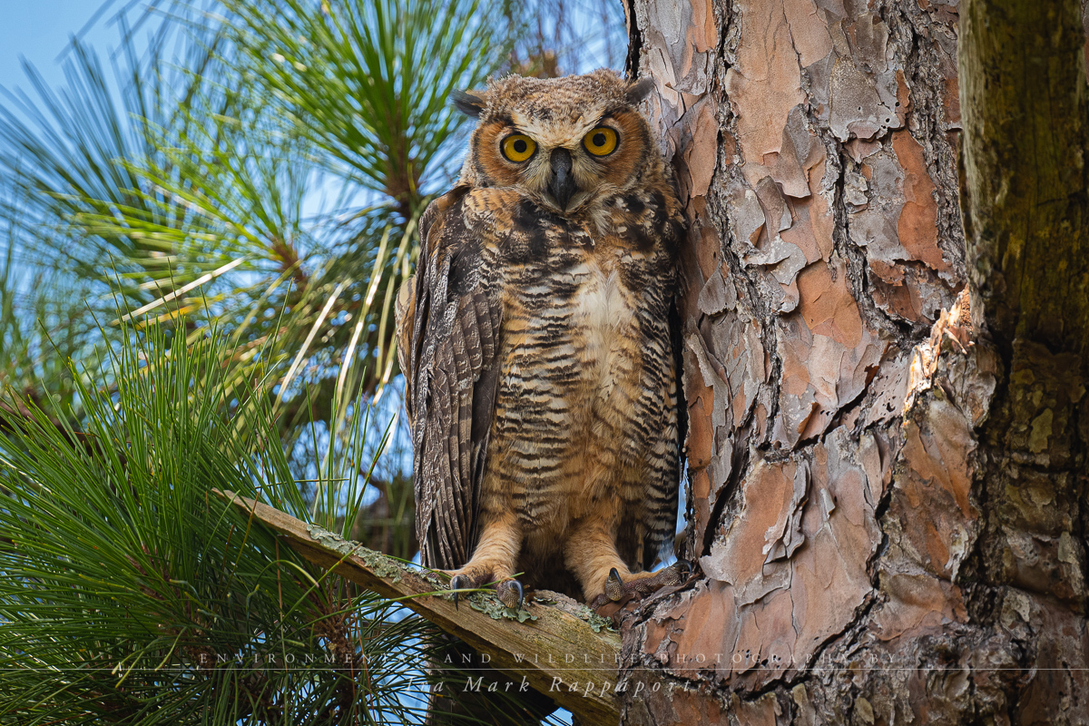 Great Horned Owl-3.jpg