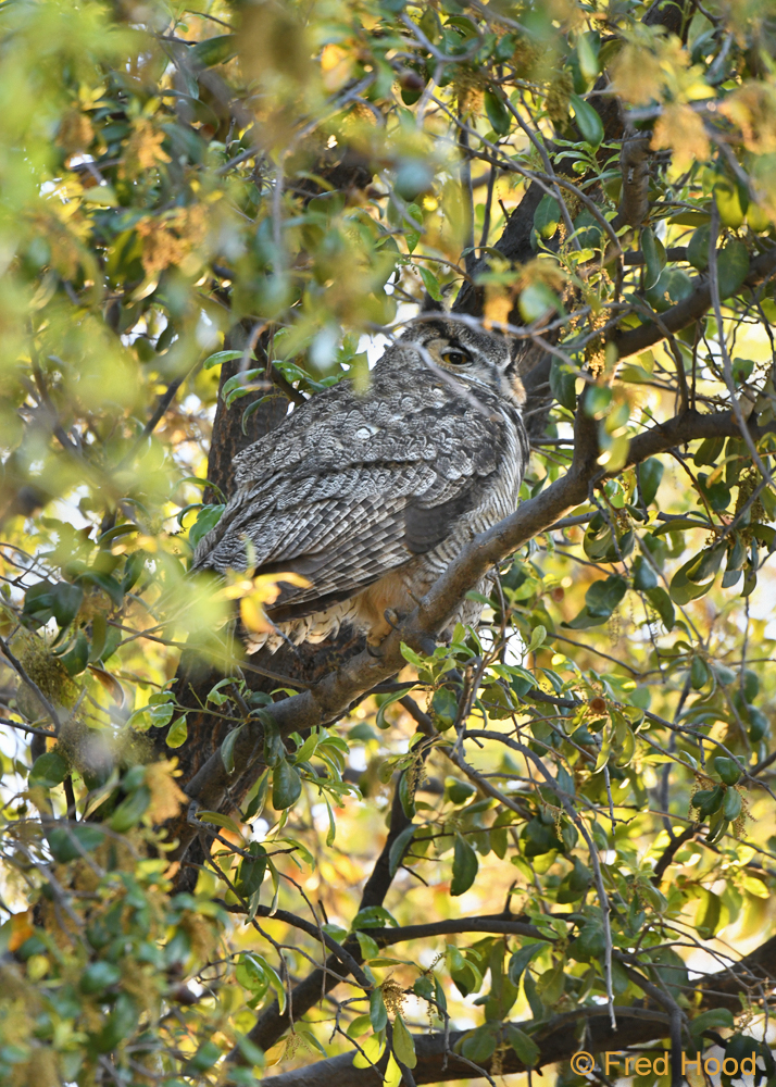 great horned owl 43194.jpg