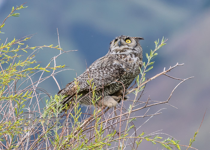 Great-horned Owl  a-9153.jpg