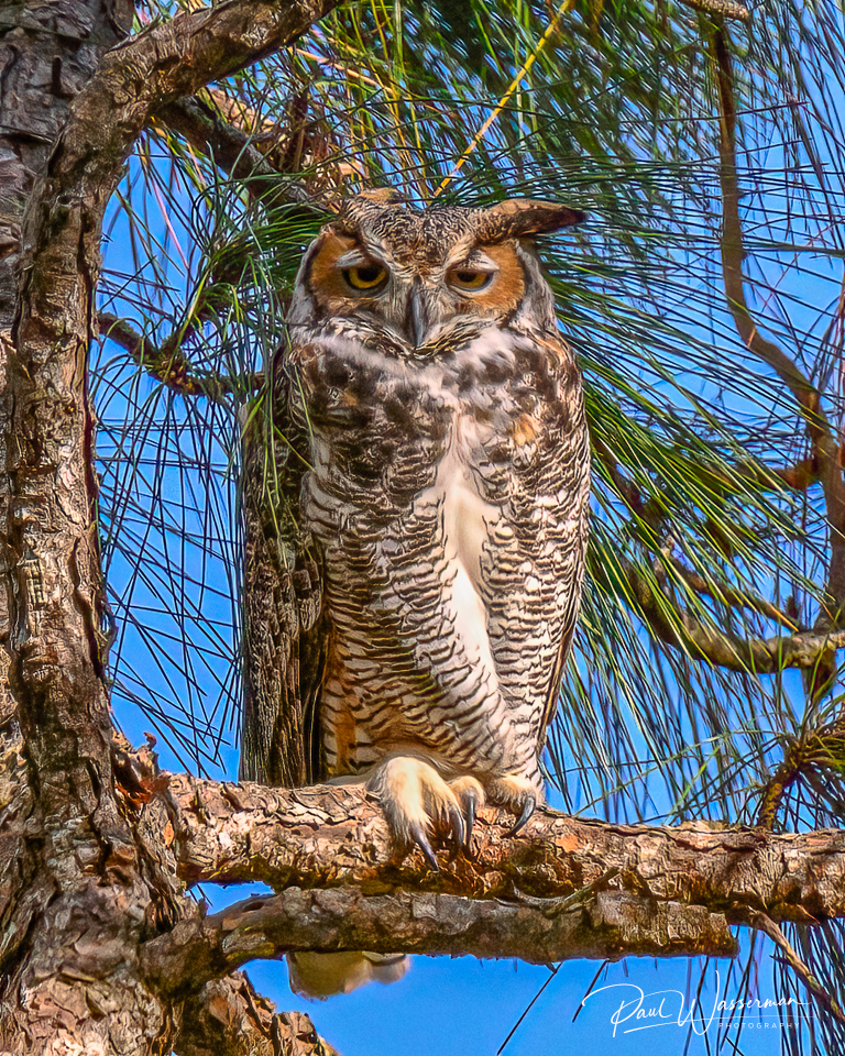 Great Horned Owl-.jpg