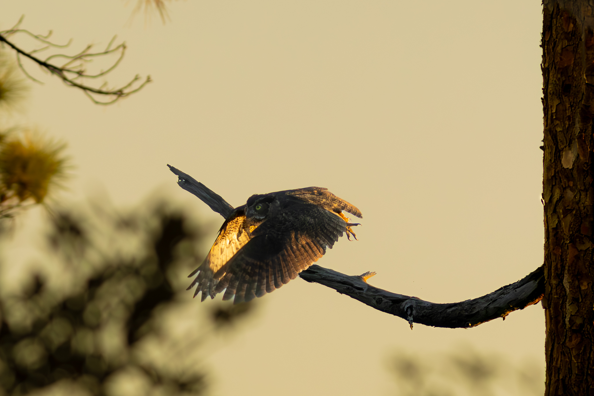 Great Horned Owl.jpg