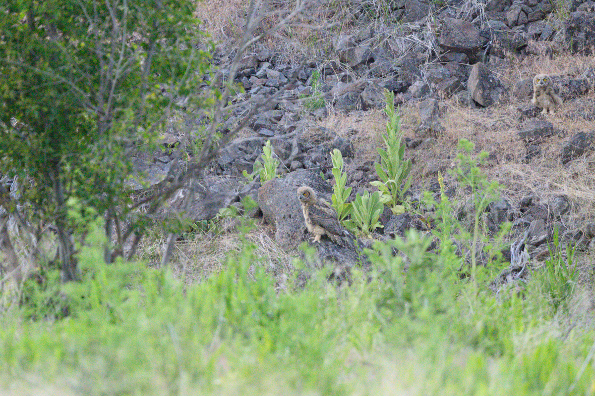 Great Horned Owl@Steens Mountains BLM OR-8027.jpg