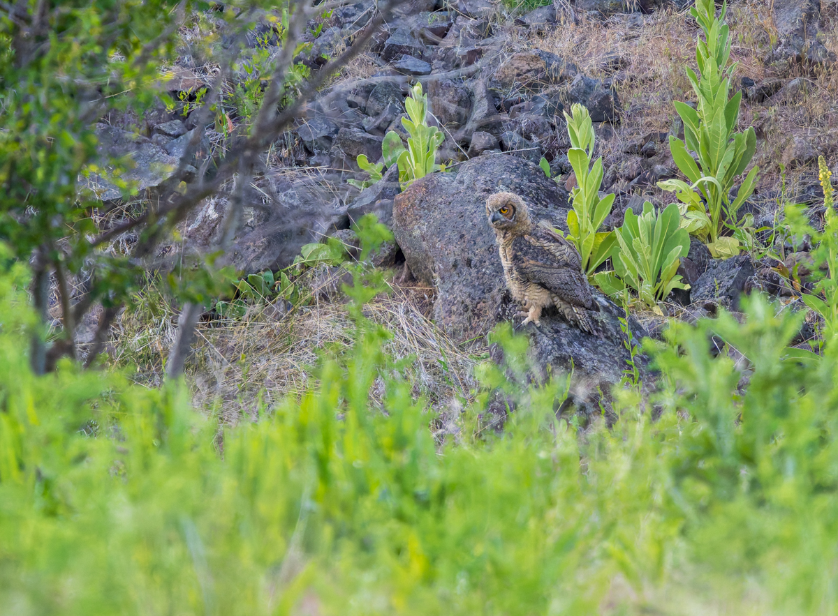 Great Horned Owl@Steens Mountains BLM OR-8027-NEF-DxO_DeepPRIME XD2 40 40 3.dng.jpg