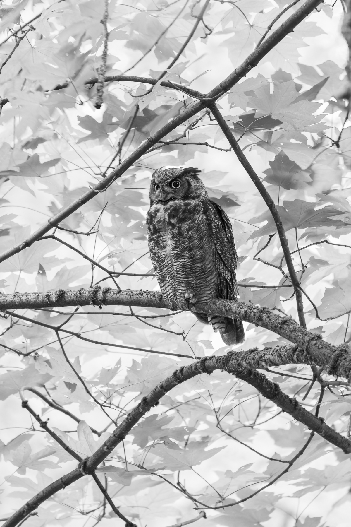 Great Horned Owl WA.jpg