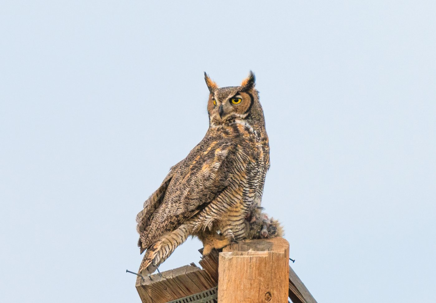 Great horned owl with rabbit.jpg