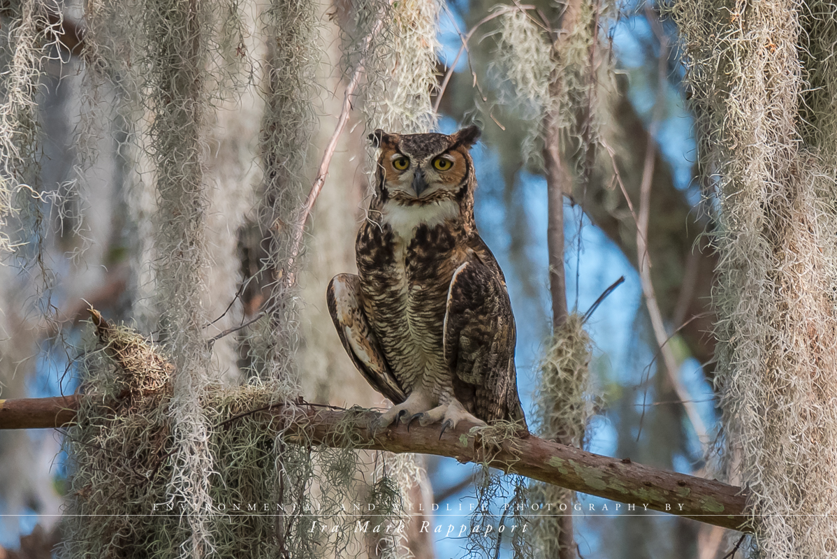 Great Horned Owl with Spanish Moss.jpg