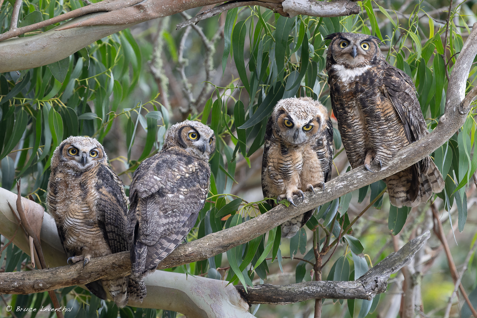 Great Horned Owls 3 Owlets 1 Adult-BJL_0319-NEF_DxO_DeepPRIMEXD-Edit.jpg