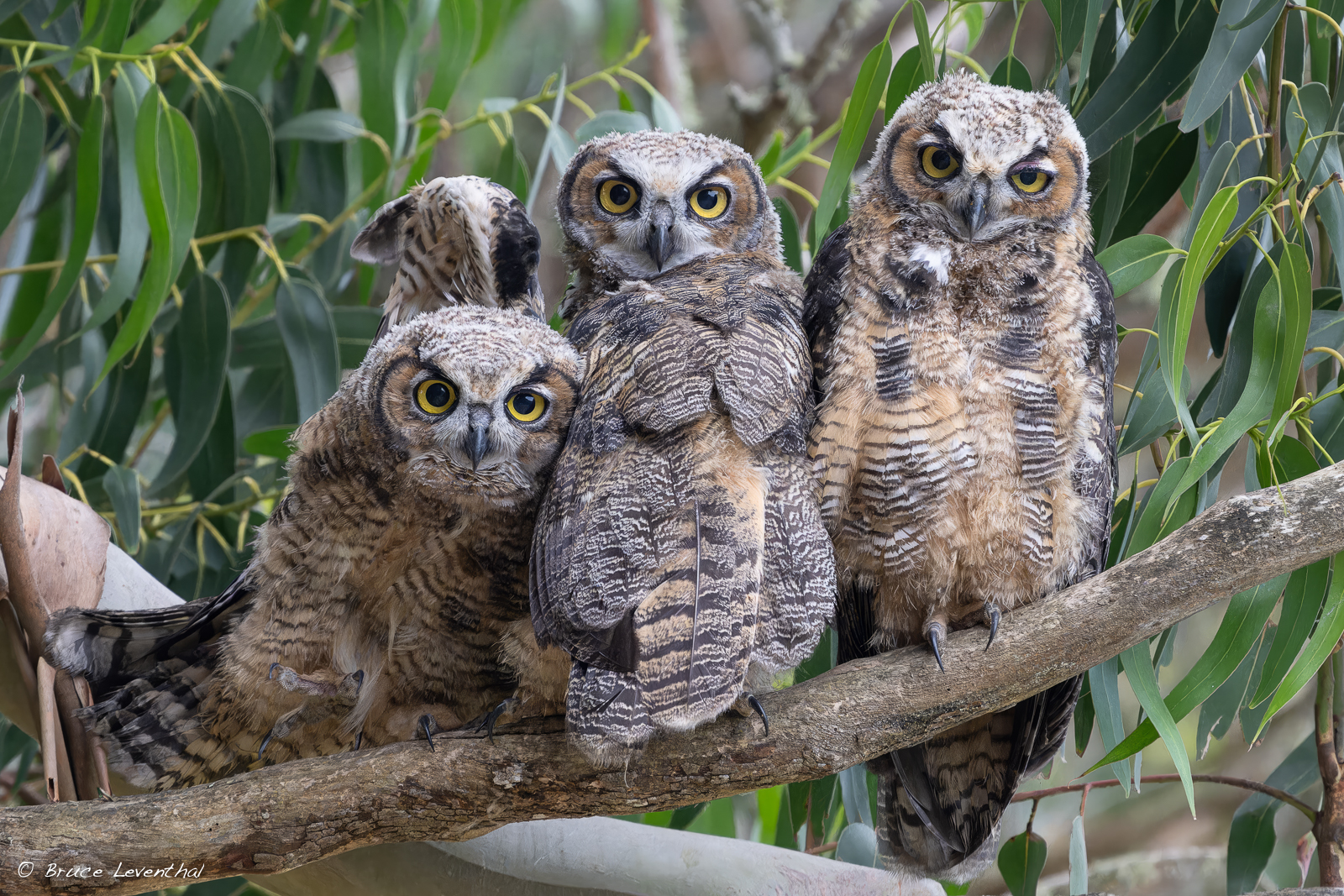 Great Horned Owls 3 Owlets-BJL_0190-NEF_DxO_DeepPRIMEXD-Edit.jpg