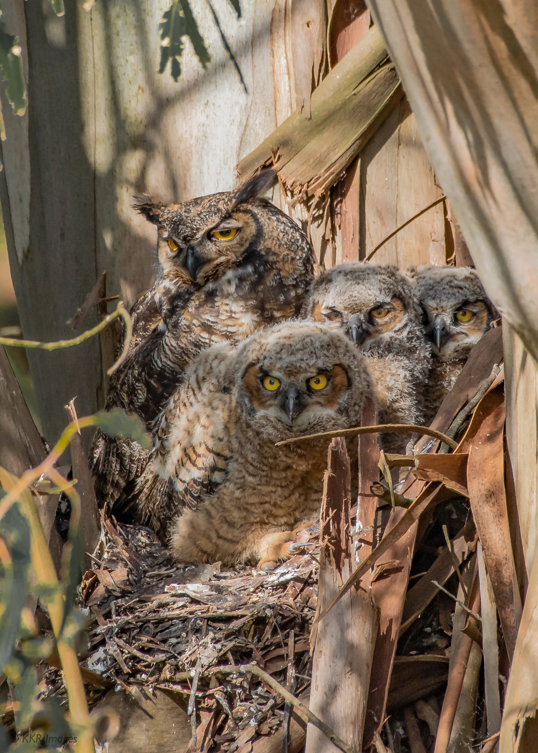 Great Horned Owls three chicks and a parent at nest California copy.jpg