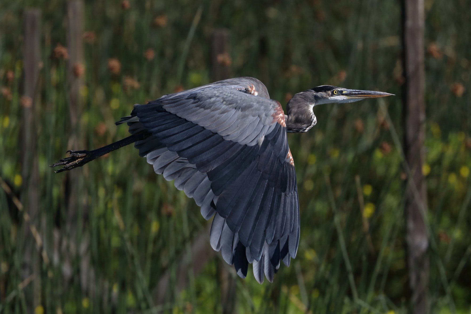 GreatBlueHeron F8-0 1-2000 ISO 800.JPG