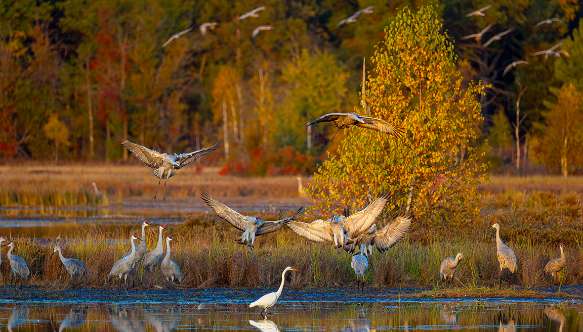 GreatEgret0481.jpg