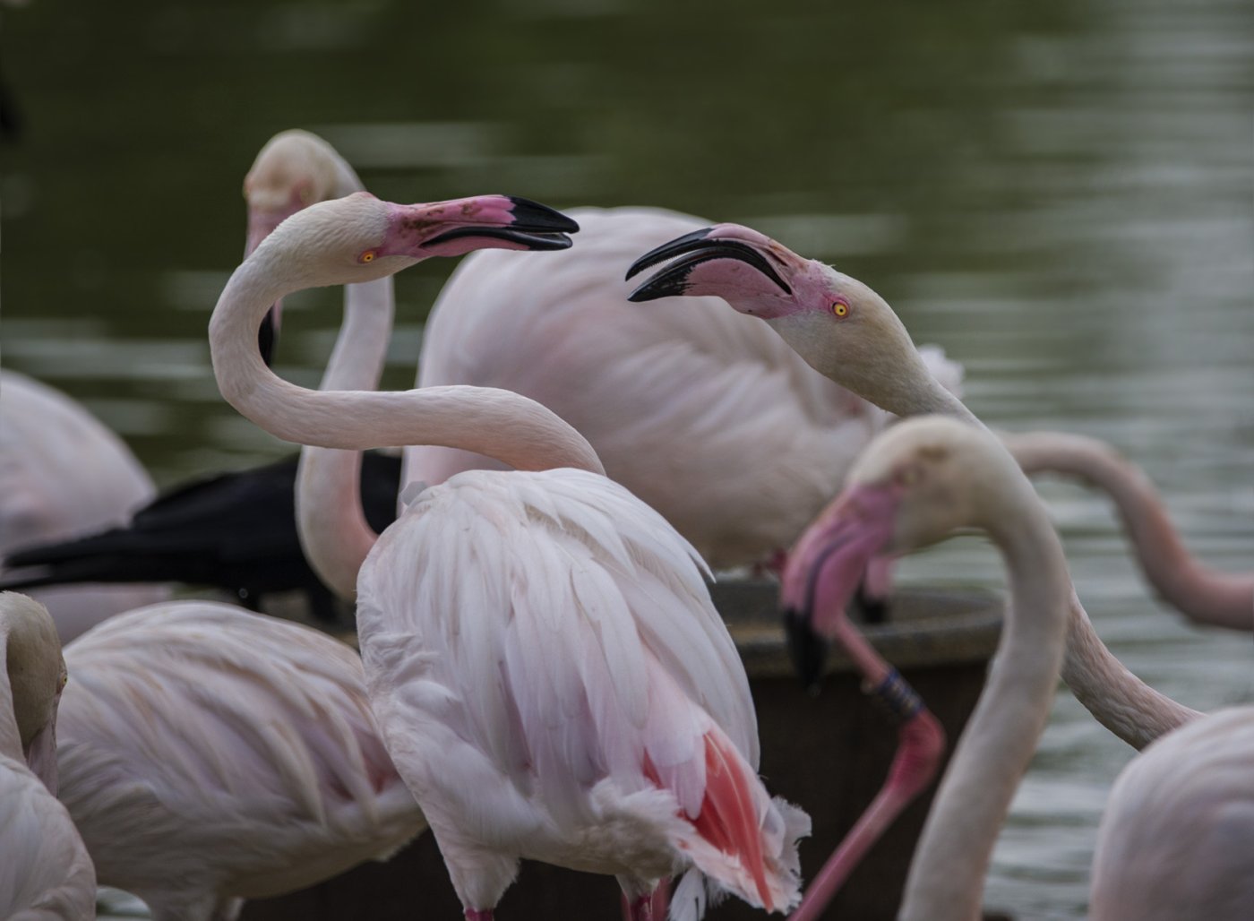 Greater Flamingos 3.jpg