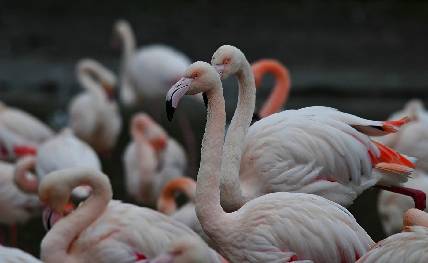 Greater Flamingos 4.jpg