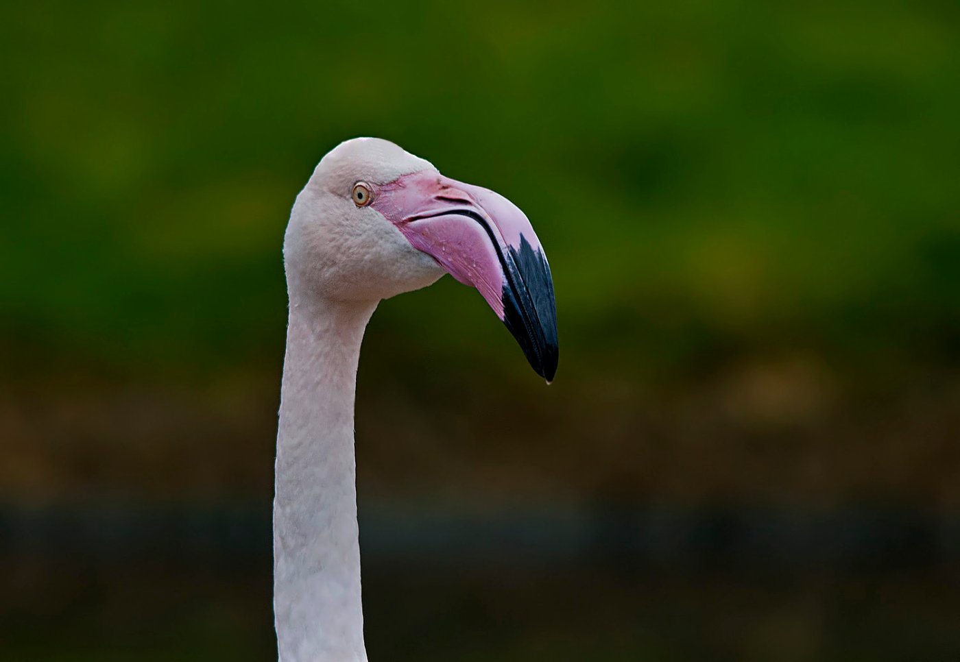 Greater Flamingos 5.jpg