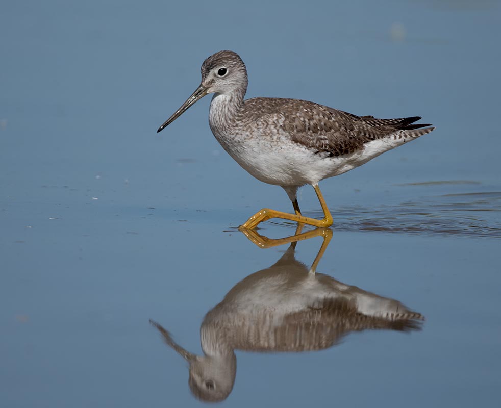 Greater Yellowlegs 850_2566.jpg