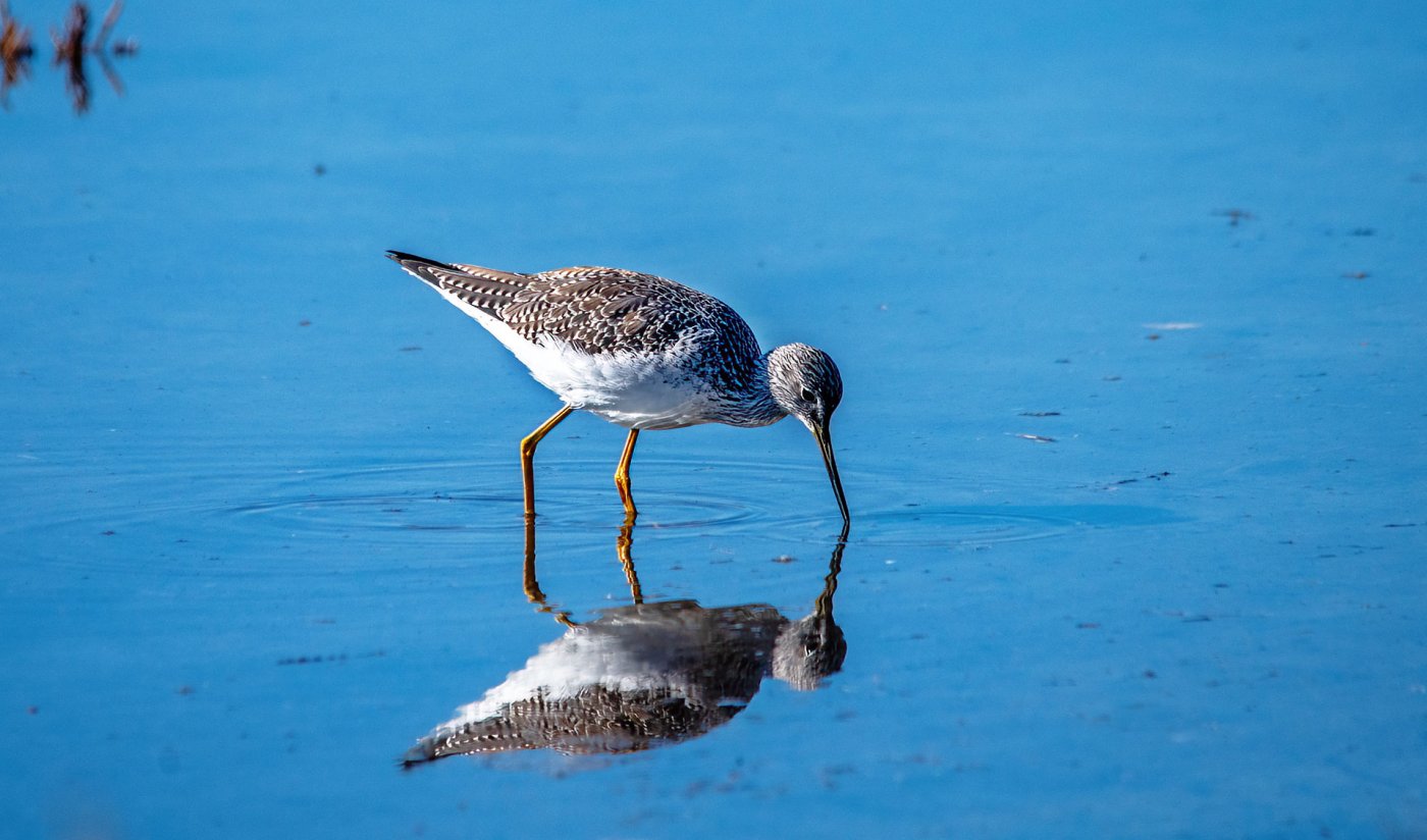 GreaterYellowlegs,12072022_7500886.jpg