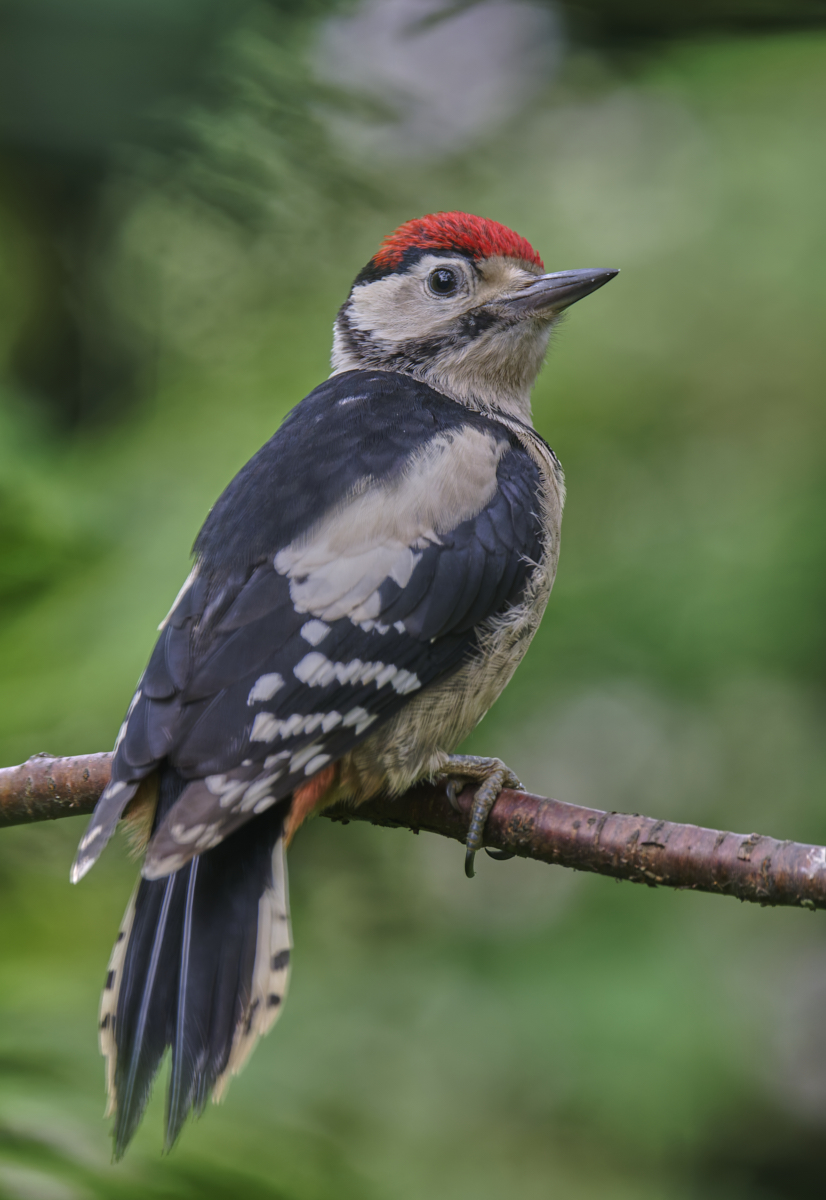 GreatSpottedWoodpecker.jpg