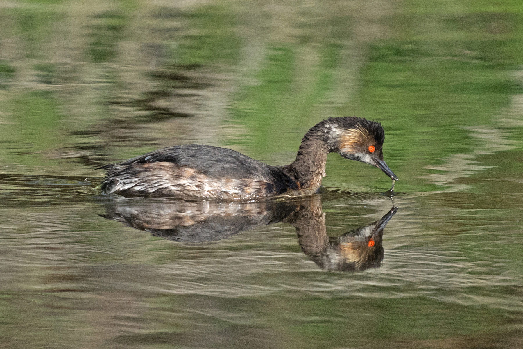 GREBE BEAK REFLECTIONS ON GREEN WATER 2024 _DSC9587.jpg