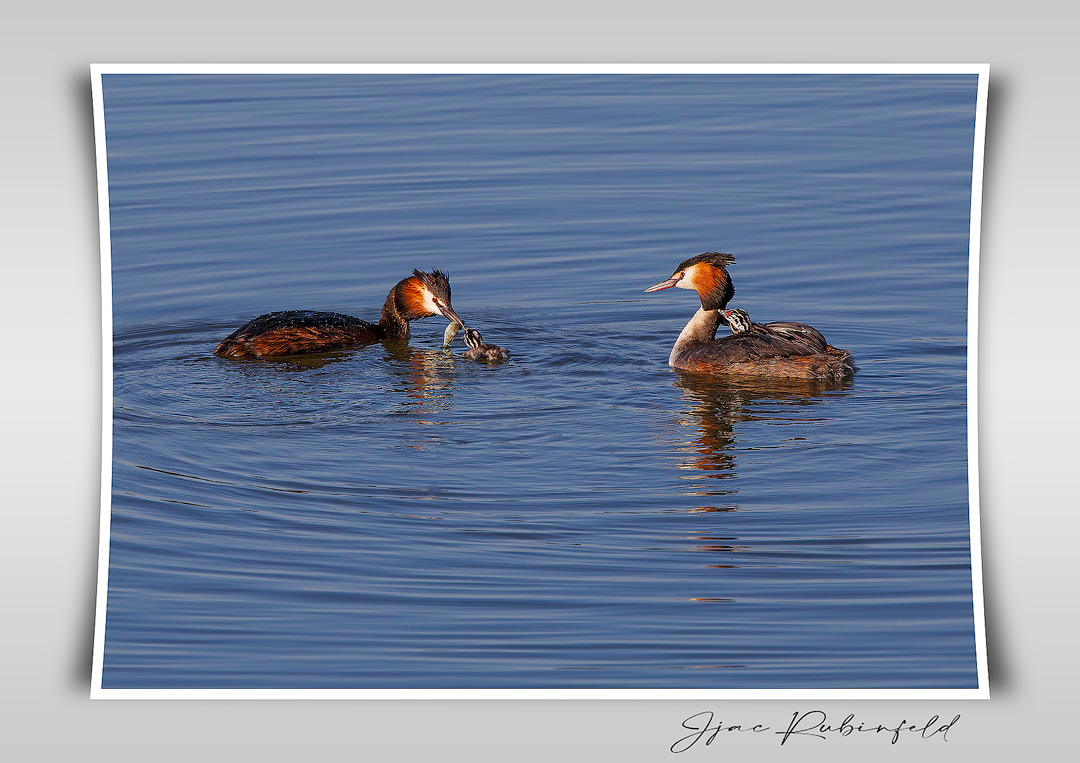 grebe500web.jpg