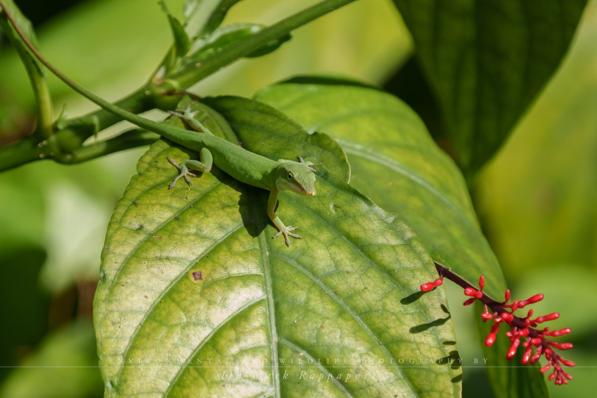 Green Anole1.jpg