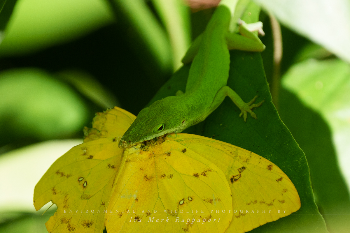 Green Anole3.jpg