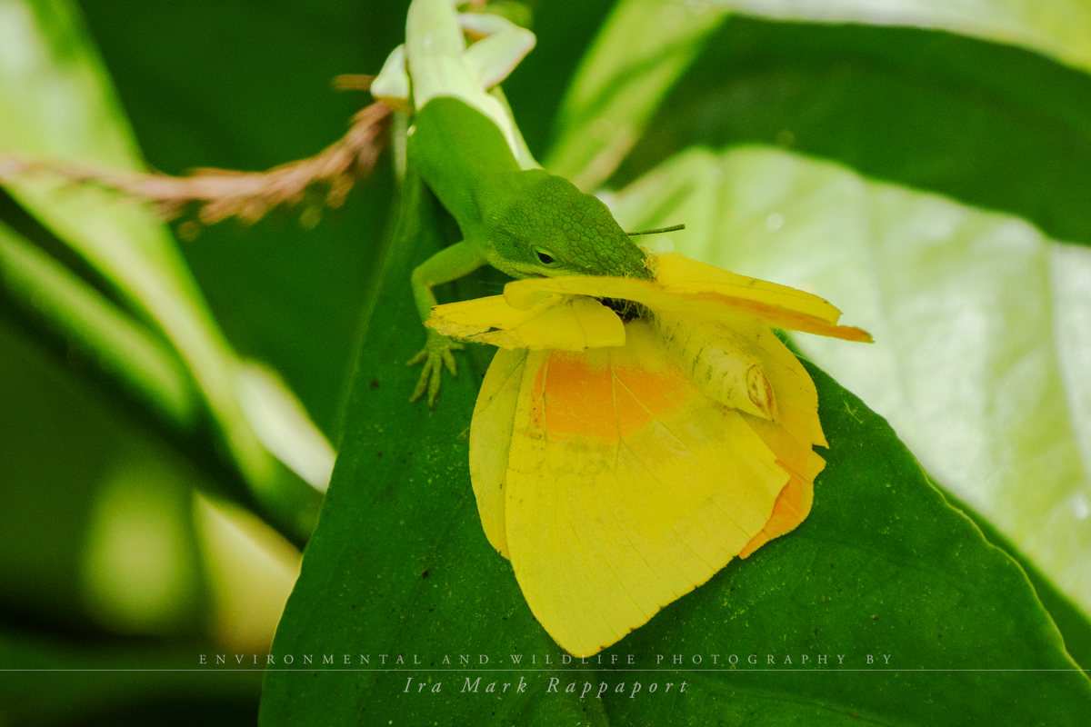 Green Anole4.jpg