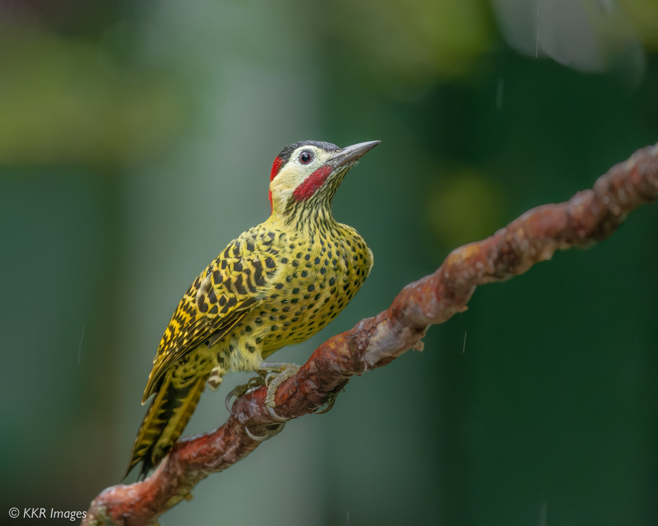 Green-barred Woodpecker (M).jpg