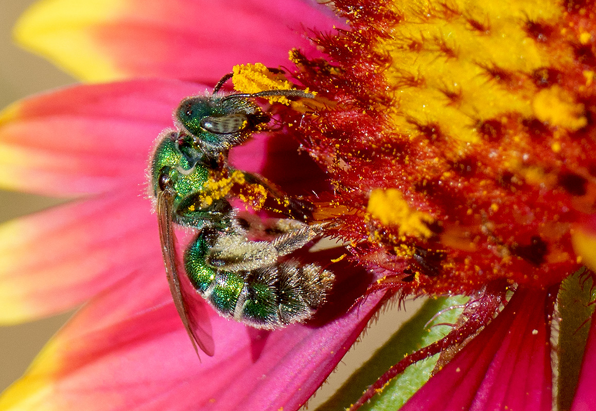 Green Bee DSC05507.jpg