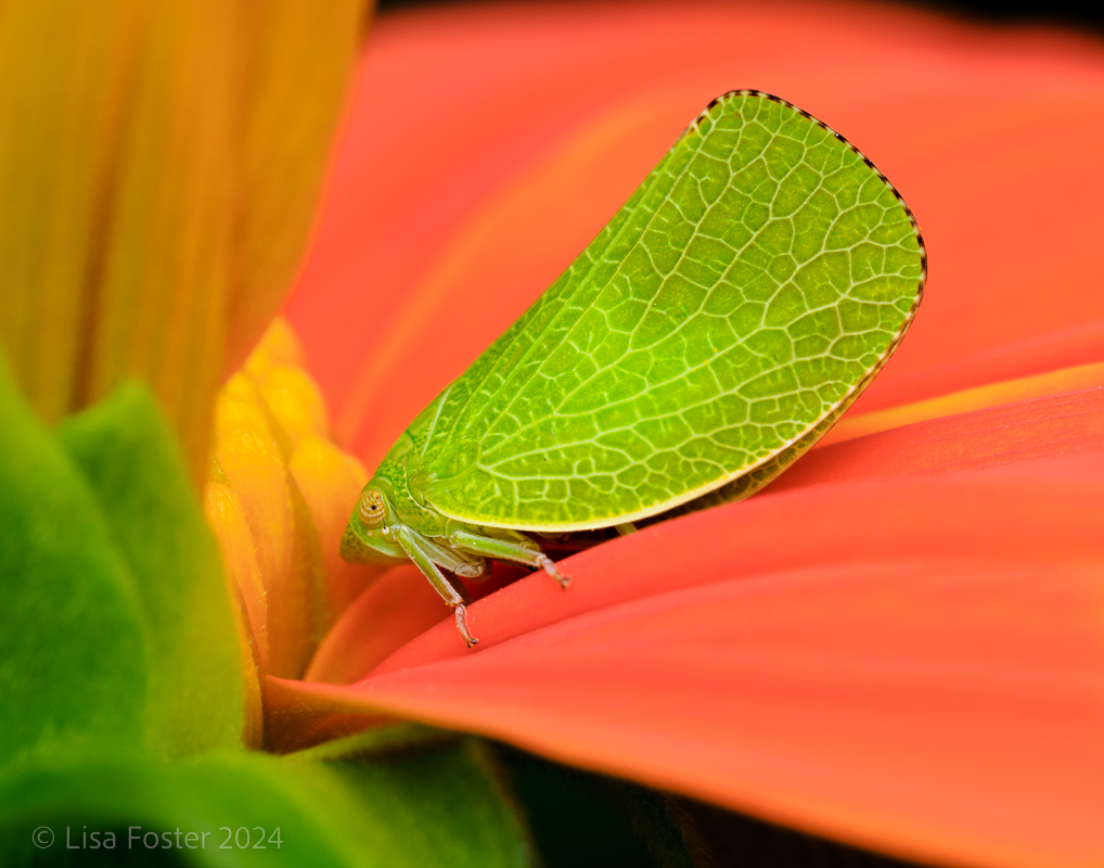 Green Coneheaded Planthopper (Acanalonia conica )-.jpg