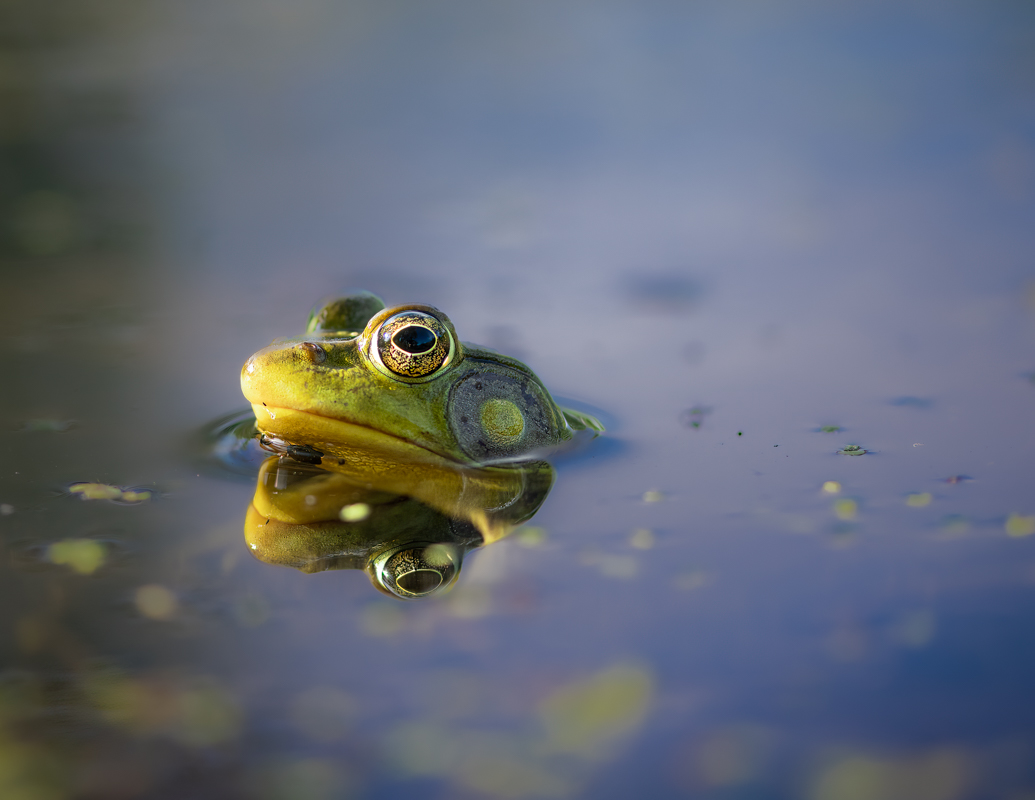 Green frog 1.jpg