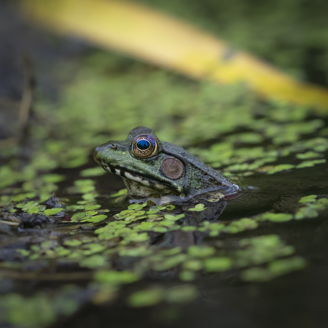 Green Frog female.jpg