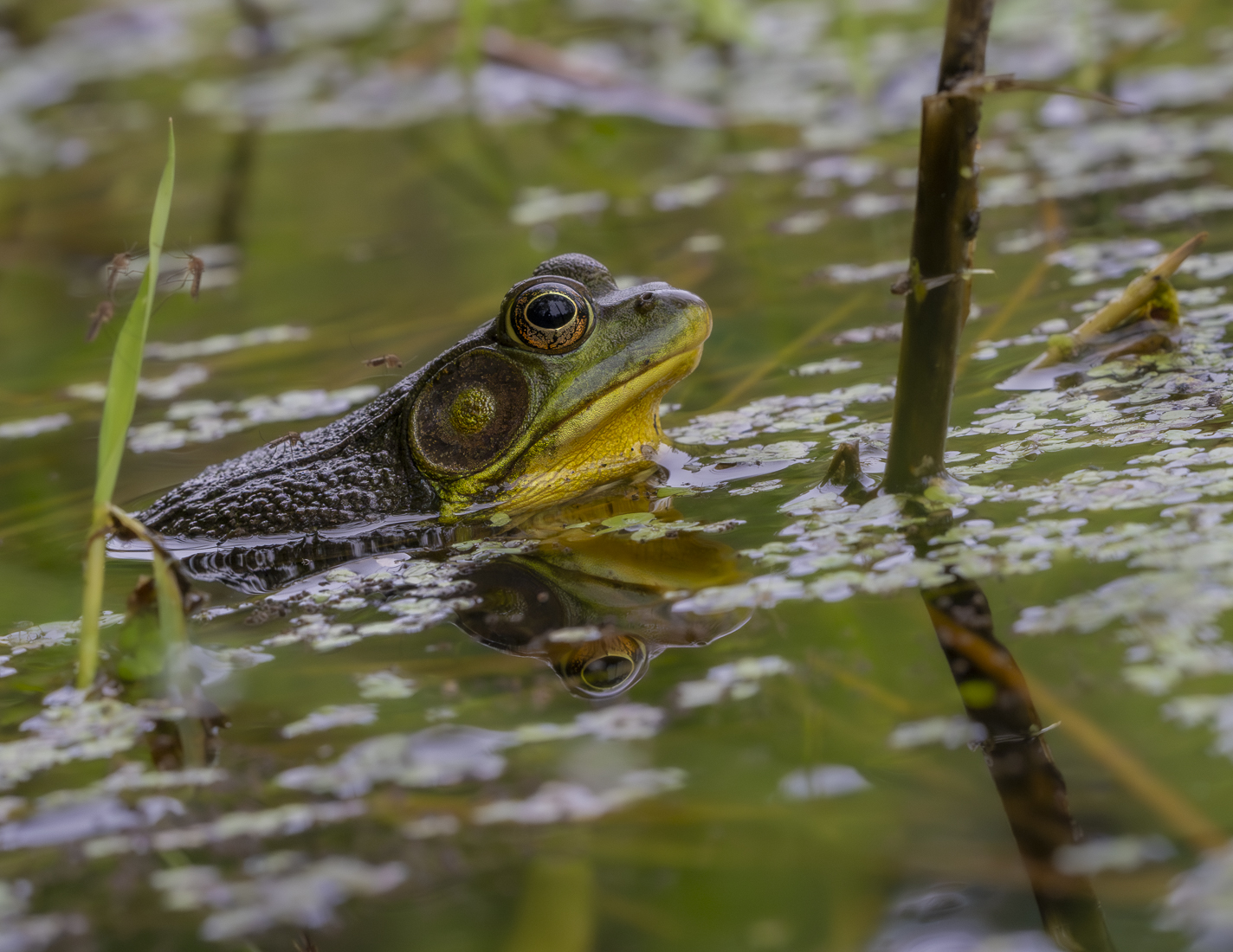 Green Frog male sized.jpg