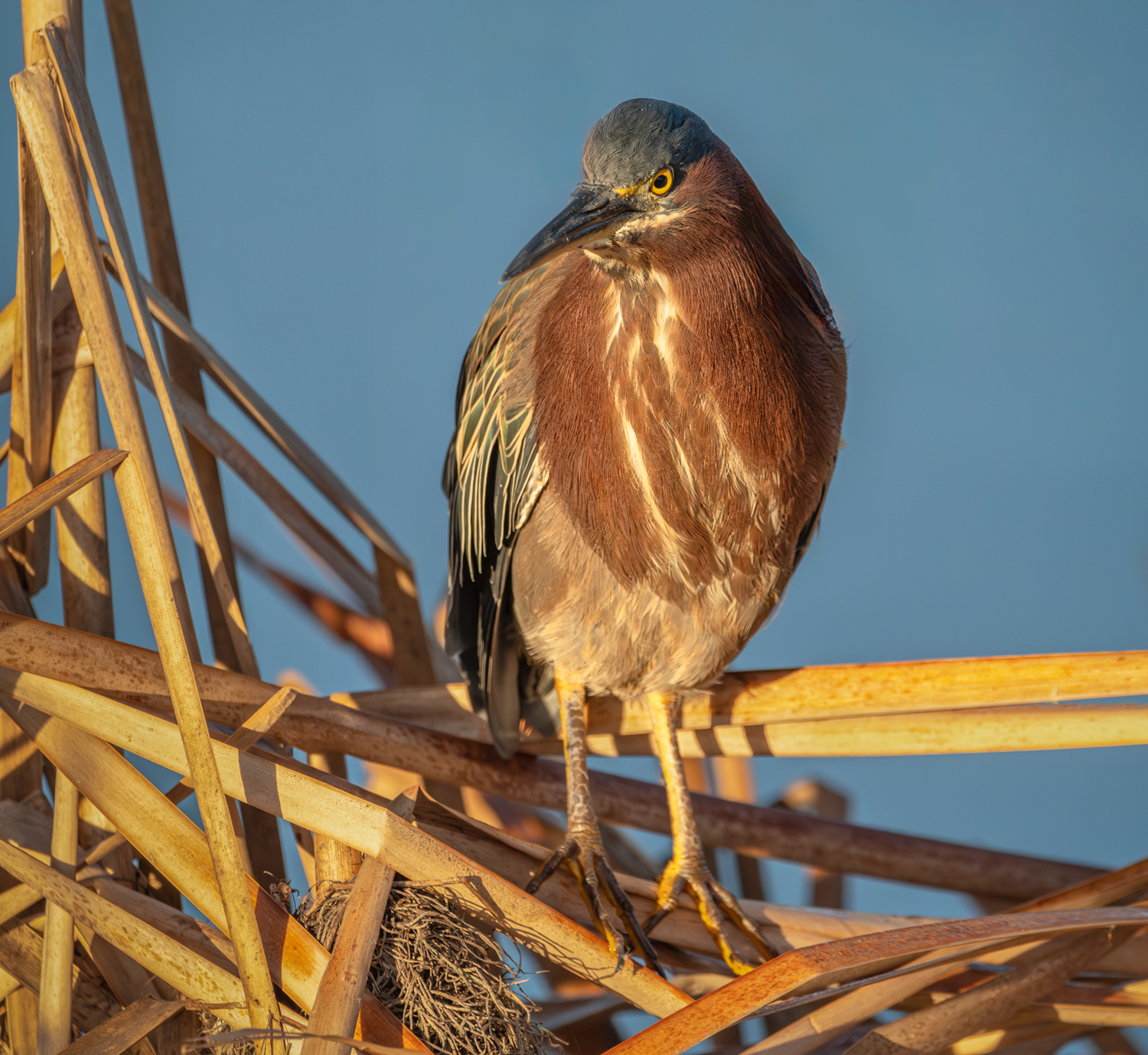 Green Heron -1.jpg