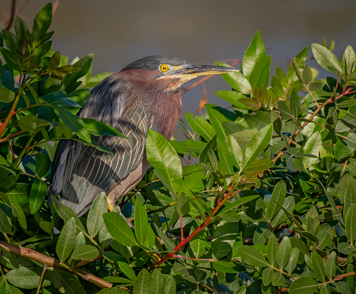 Green Heron at Venice Rookery -1.jpg