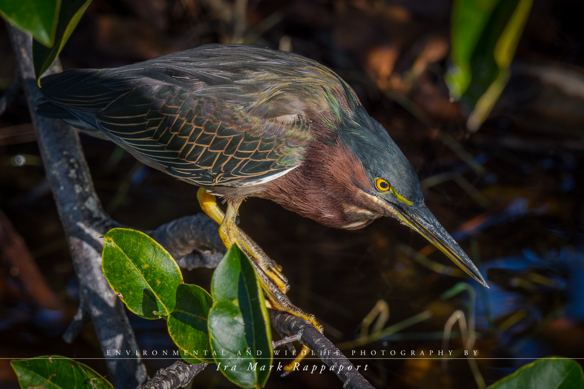 Green Heron.jpg