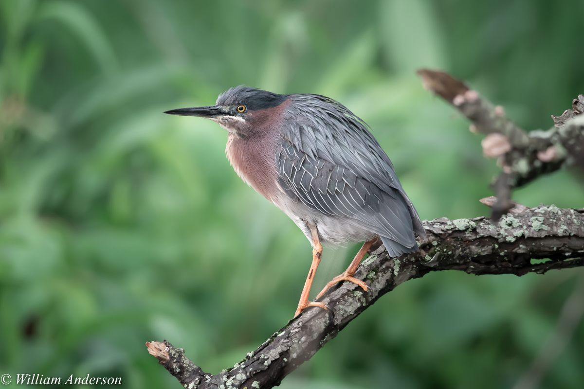 Green Heron.jpg