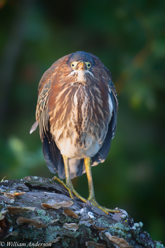 Green Heron.jpg