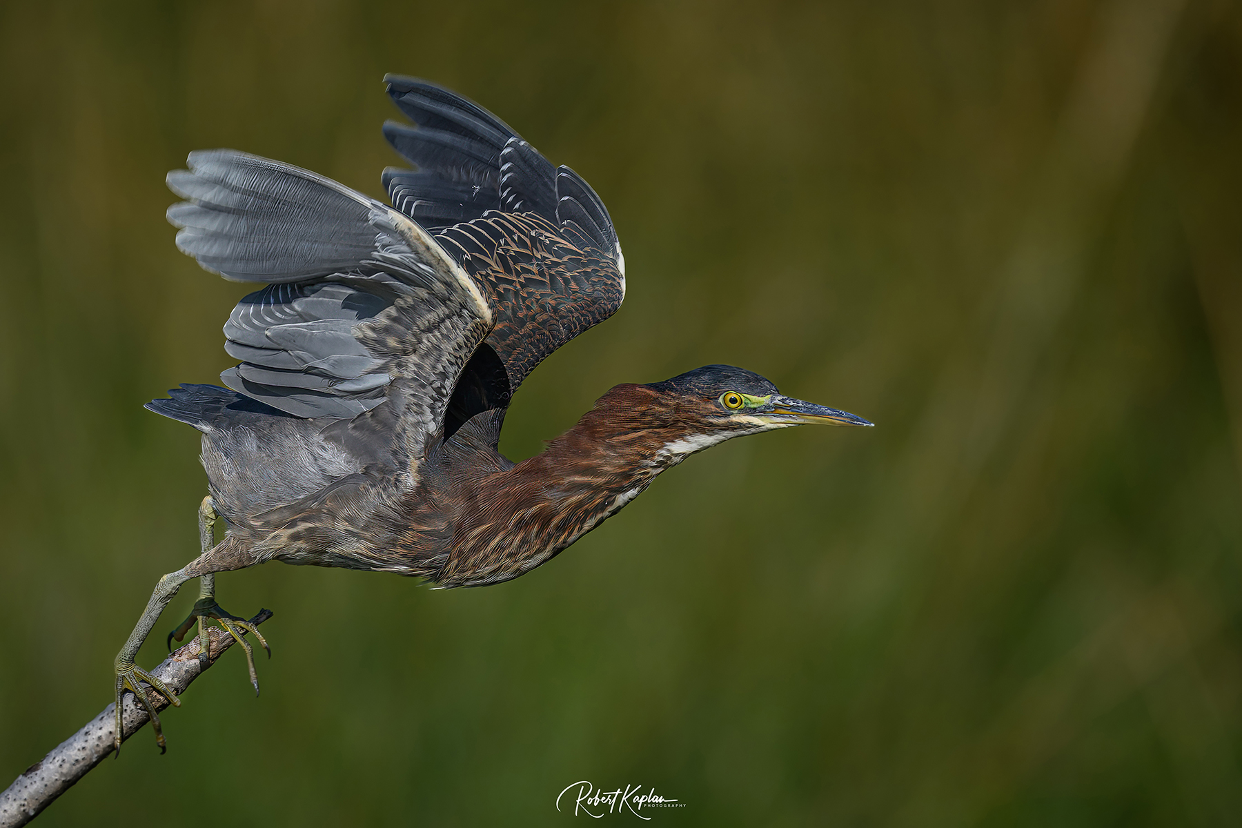 Green Heron Launch-small.jpg