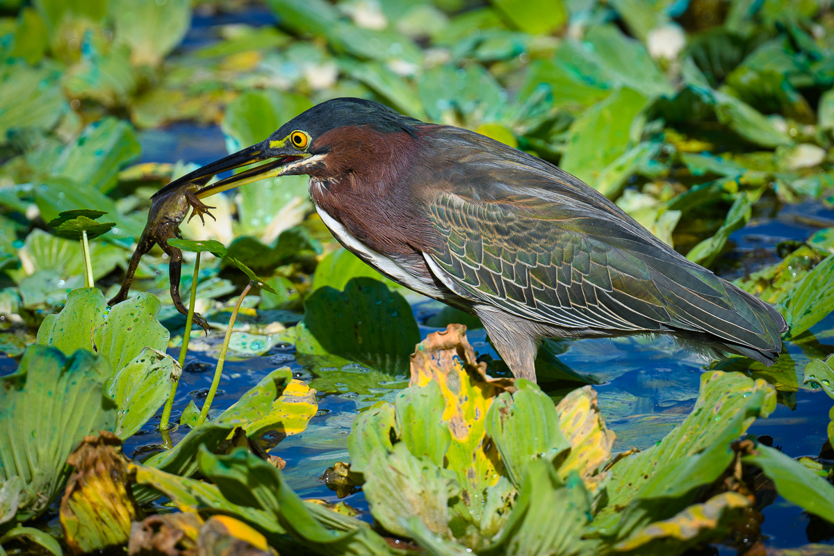 Green Heron with frog 2.jpg