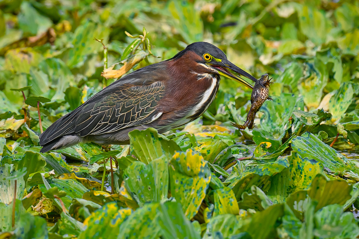 Green Heron with frog.jpg